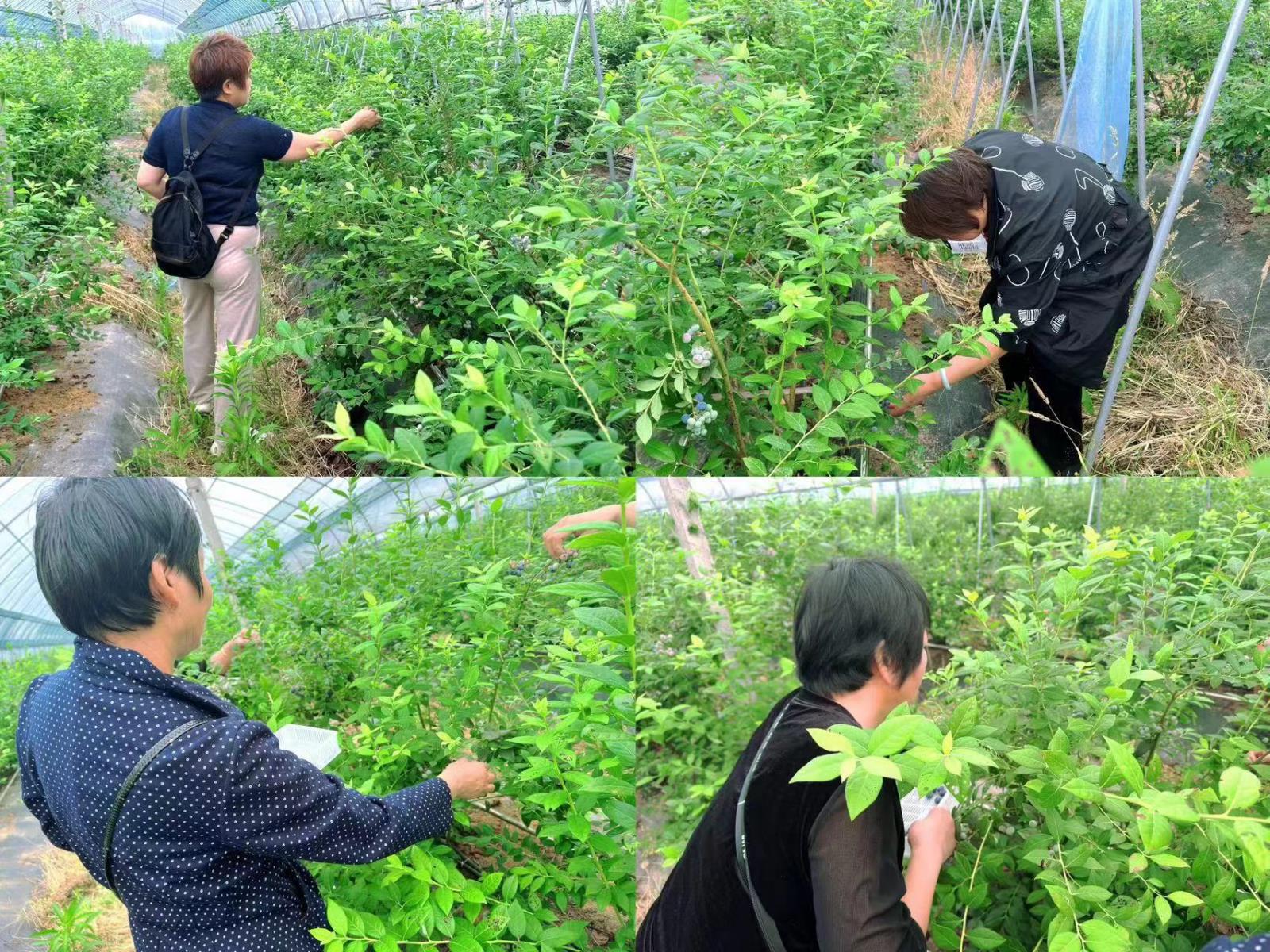 共享阳光 乐采“莓”好——宜兴市屺亭街道东郊社区“残疾人之家”组织残疾人开展采摘活动.jpg 共享阳光 乐采“莓”好——宜兴市屺亭街道东郊社区“残疾人之家”组织残疾人开展采摘活动.jpg